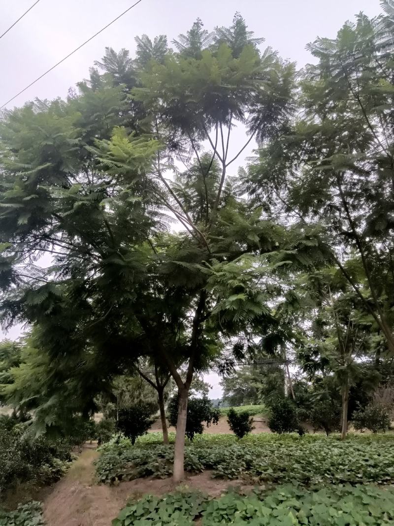蓝花楹