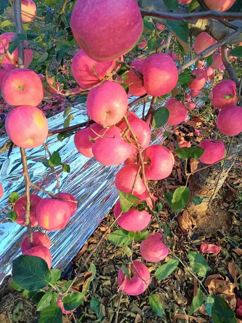 《实力》绥中有大量现货寒富苹果，需要老板联系全国发货