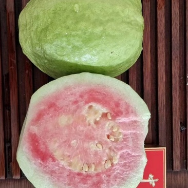 红心番石榴