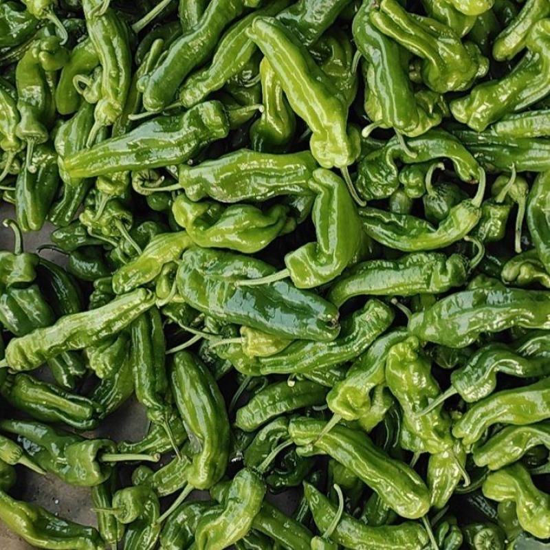 小皱皮椒