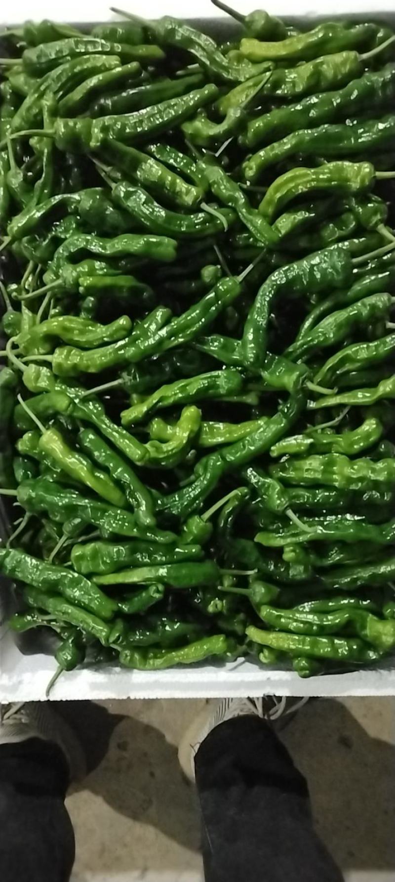 小皱皮椒