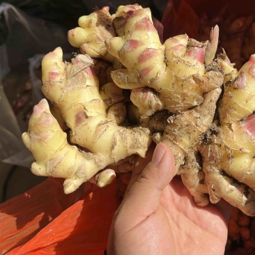 新鲜现挖小黄姜包邮一件代发整车走