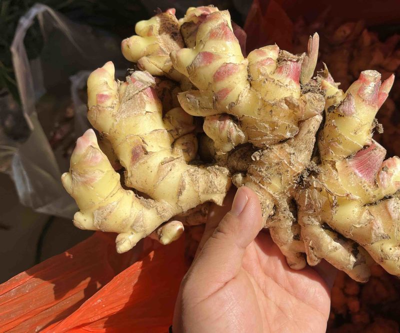 新鲜现挖小黄姜包邮一件代发整车走