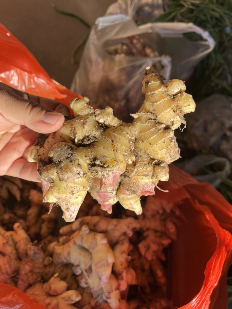 新鲜现挖小黄姜包邮一件代发整车走