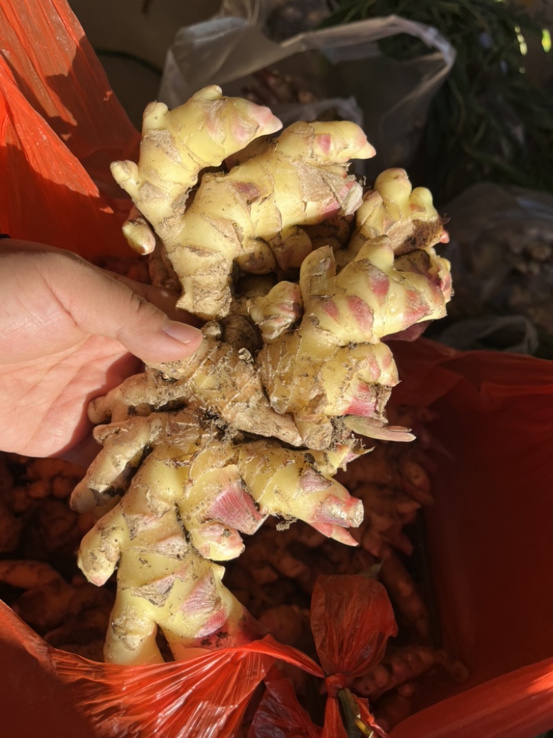 新鲜现挖小黄姜包邮一件代发整车走