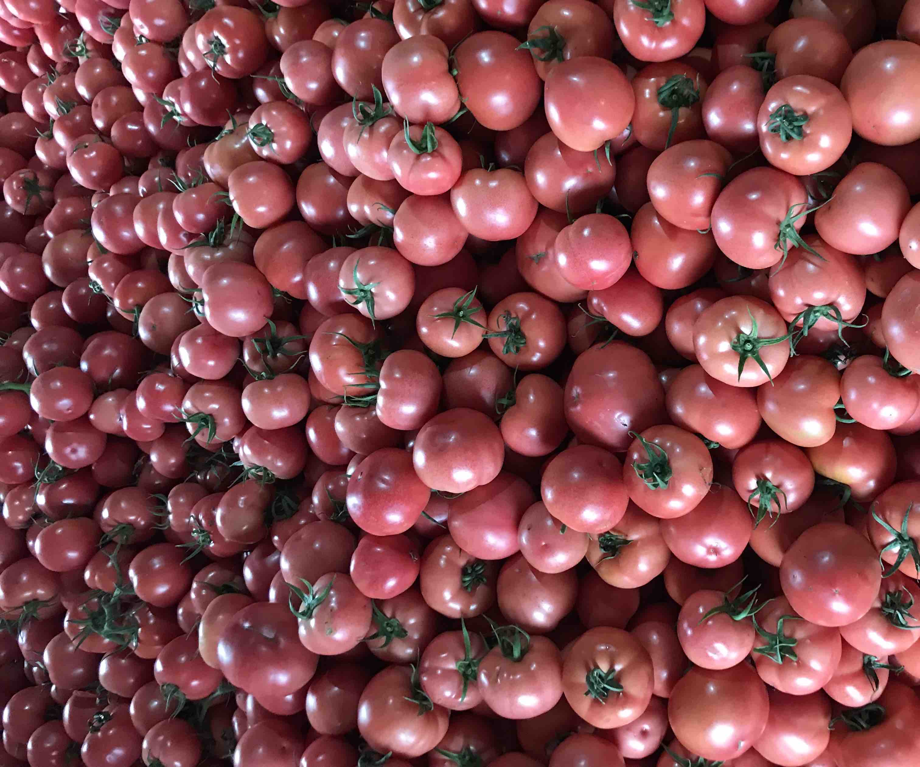 新鲜成熟的西红柿内部展示出饱满的西红柿籽 西红柿子特写