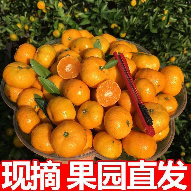 【实力代办】广西南丰蜜橘产地直供现货批发欢迎咨询
