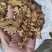 大量收购鲜苍术200吨价格好谈欢迎种植户联系诚信合作