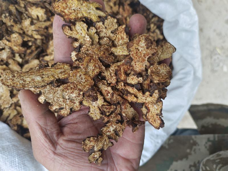 大量收购鲜苍术200吨价格好谈欢迎种植户联系诚信合作