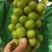阳光玫瑰葡萄，晴王