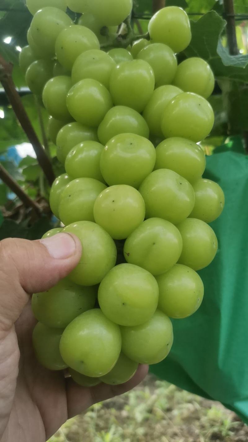 阳光玫瑰葡萄，晴王