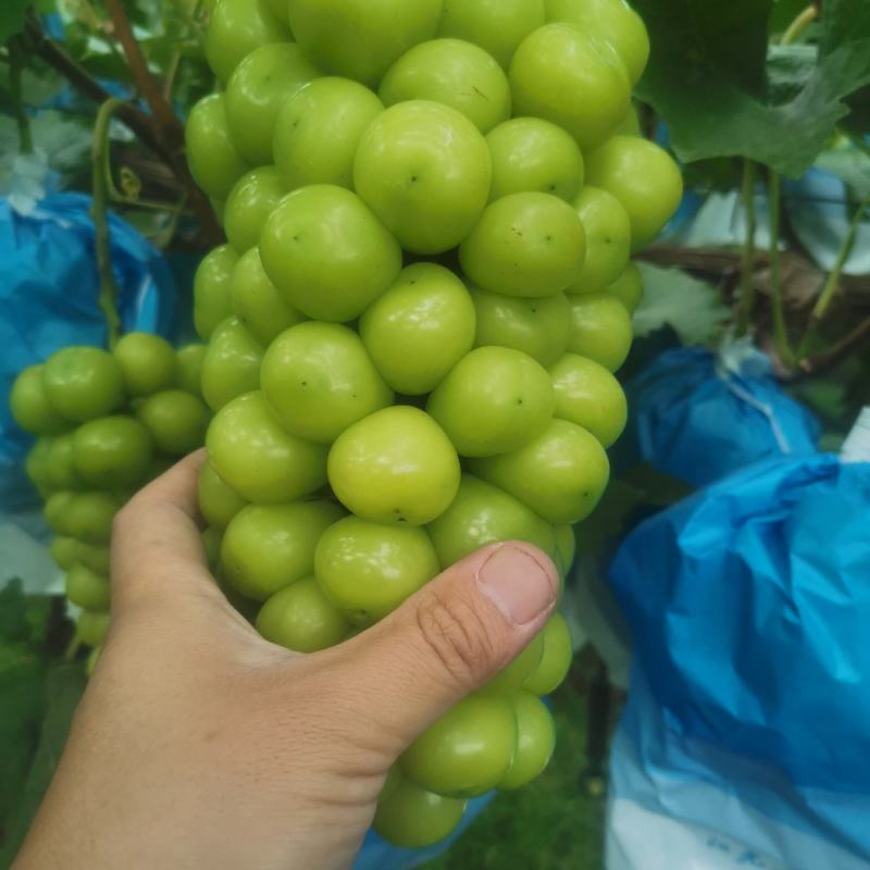阳光玫瑰葡萄，晴王