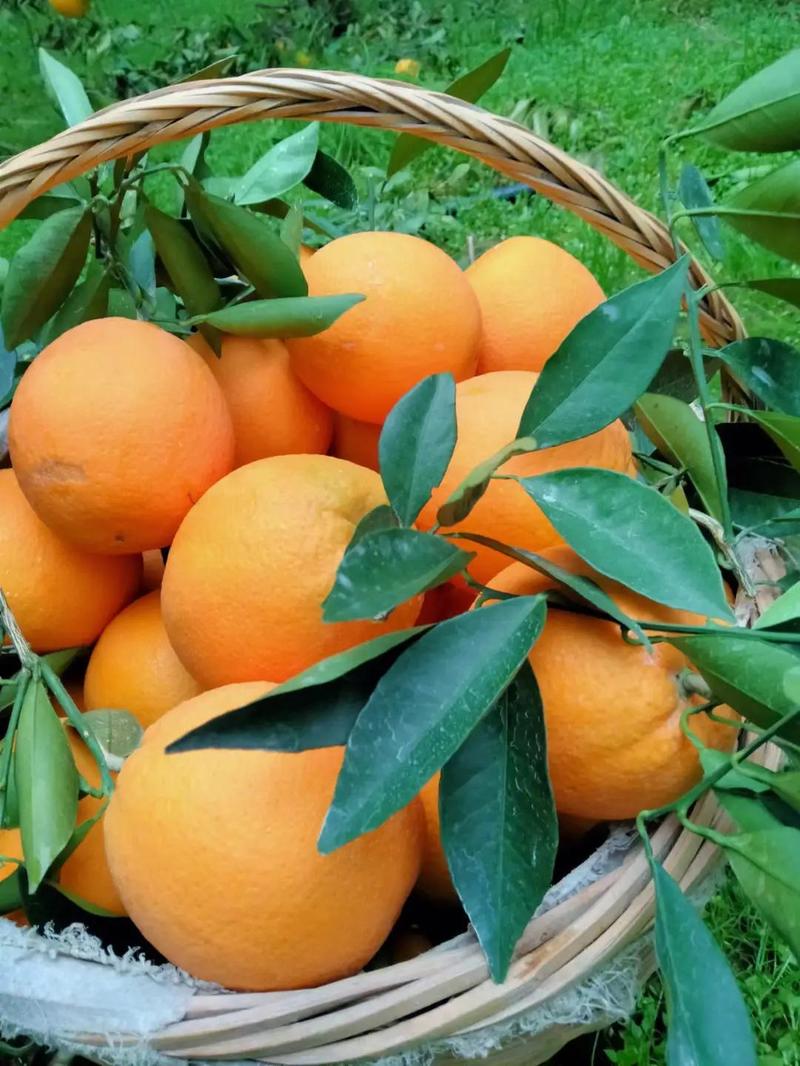 纽荷尔脐橙桂林脐橙批发全国发货欢迎咨询广西脐橙