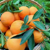 纽荷尔脐橙桂林脐橙批发全国发货欢迎咨询广西脐橙