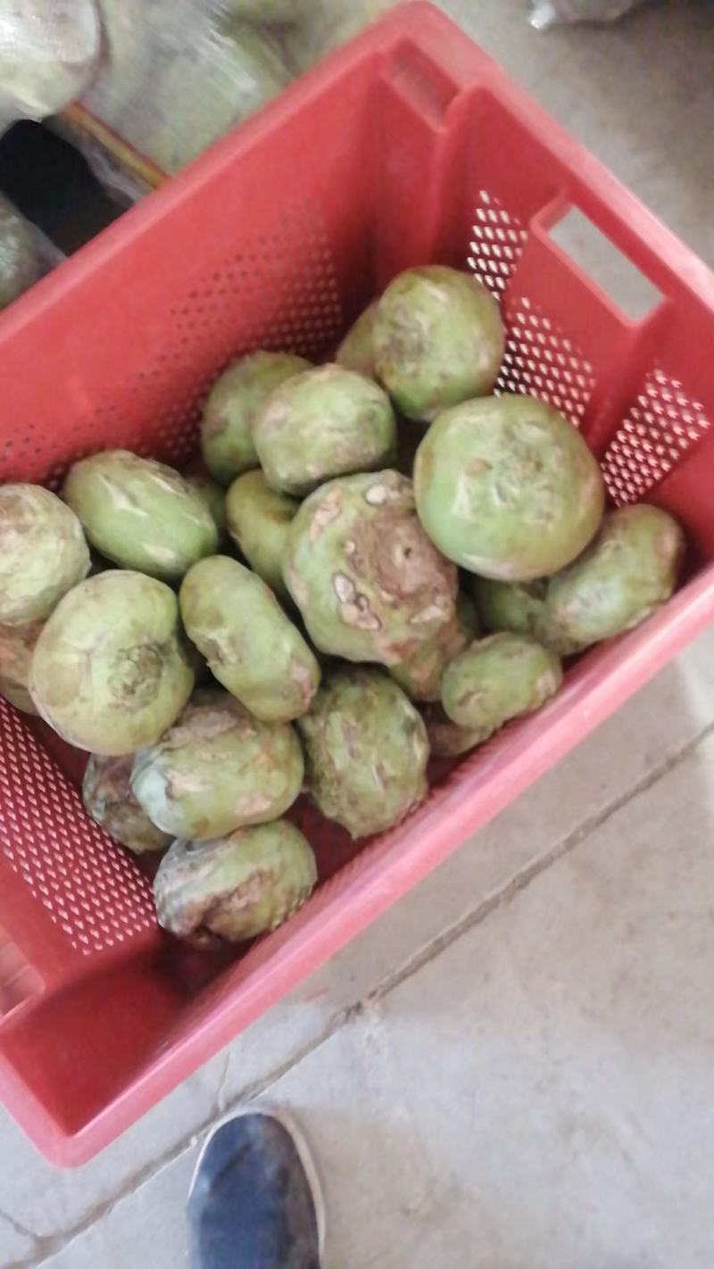 现有一万多斤苤蓝急需出售