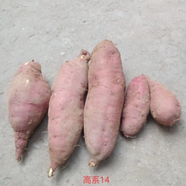 农夫嘉源生态红薯，高系14