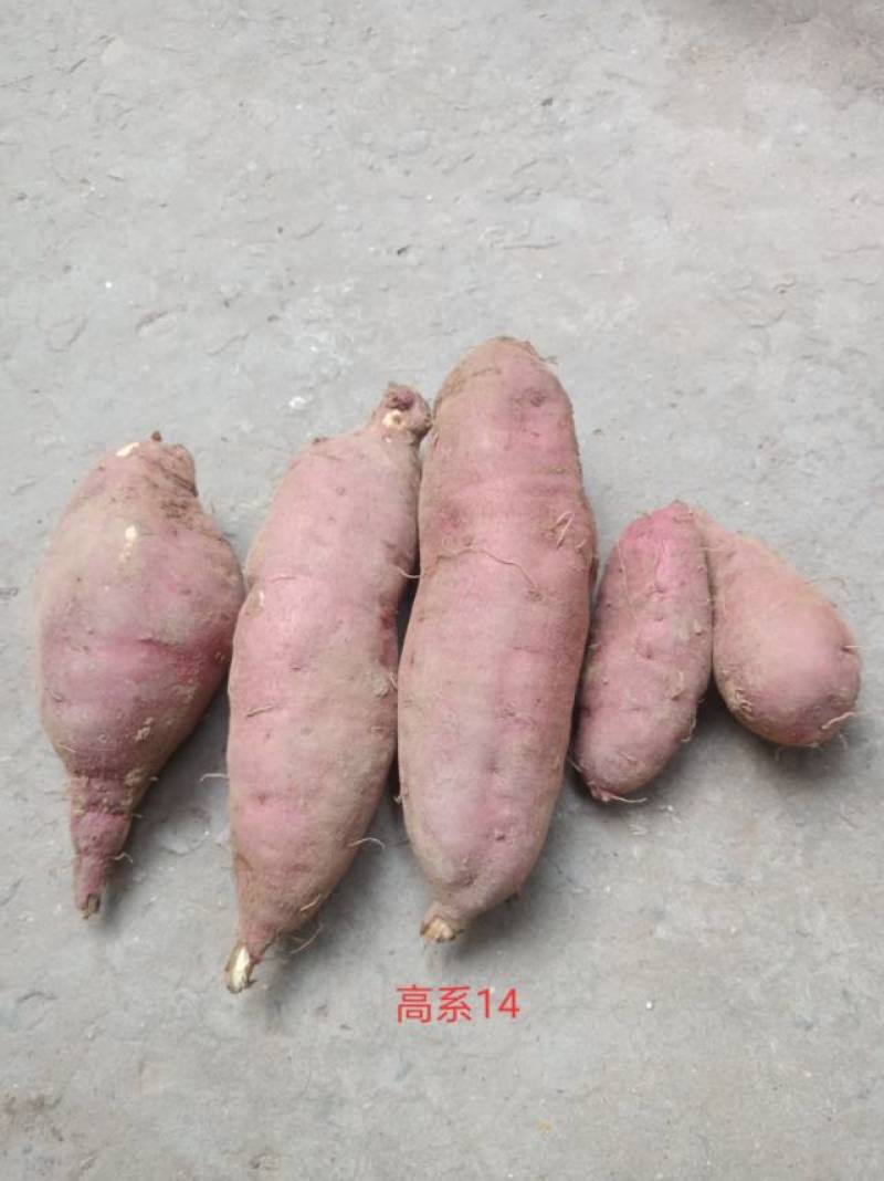 农夫嘉源生态红薯，高系14