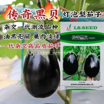 龙盛传奇黑贝茄子种子灯泡茄种子高品质杂交茄子种籽果肉淡绿