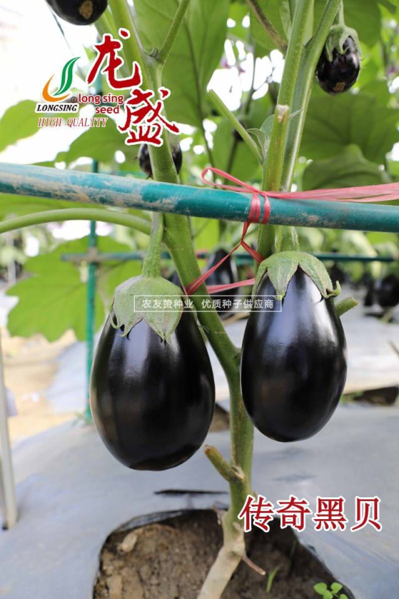 龙盛传奇黑贝茄子种子灯泡茄种子高品质杂交茄子种籽果肉淡绿