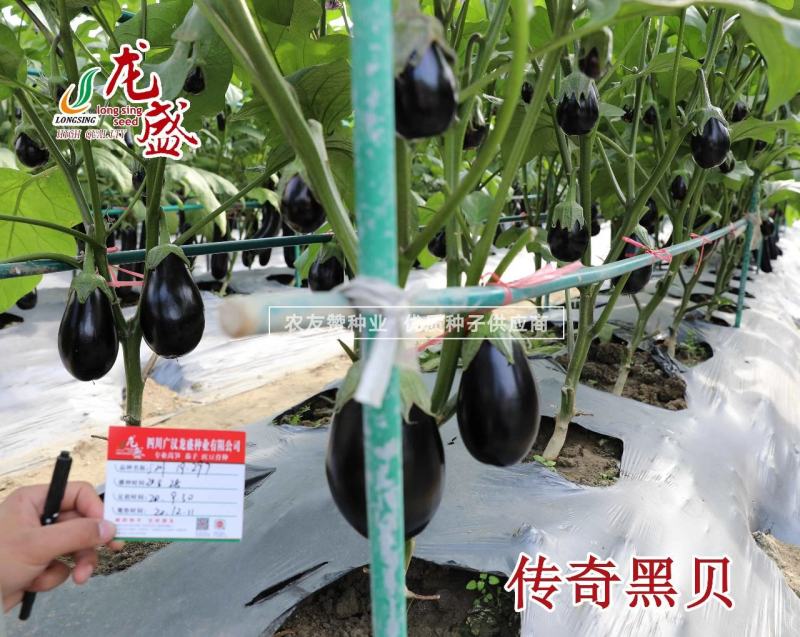 龙盛传奇黑贝茄子种子灯泡茄种子高品质杂交茄子种籽果肉淡绿