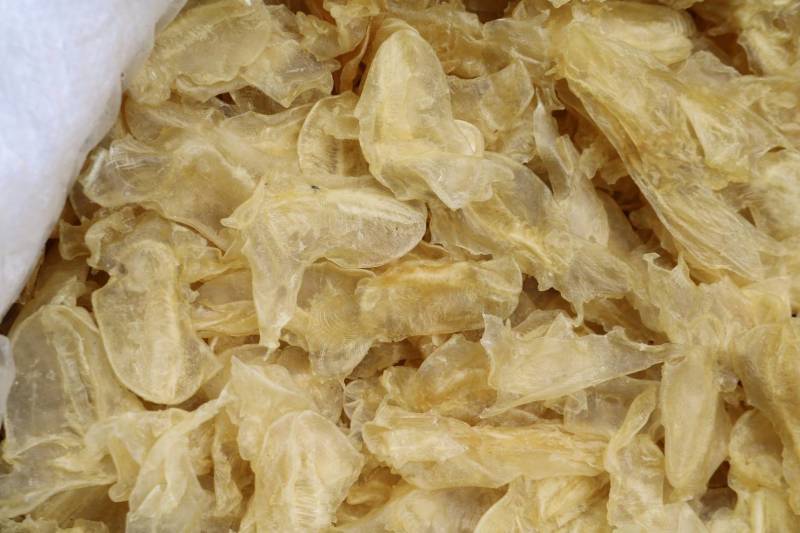 石鳘鱼胶口感有弹性，胶质细腻，泡发好规格齐全