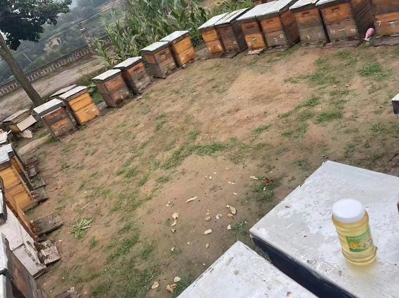 蜂蜜泡酒成品展示图，瓶身标签标注“槐花蜜泡酒”，背景为自然田园风光