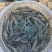 辽宁大连白虾供应