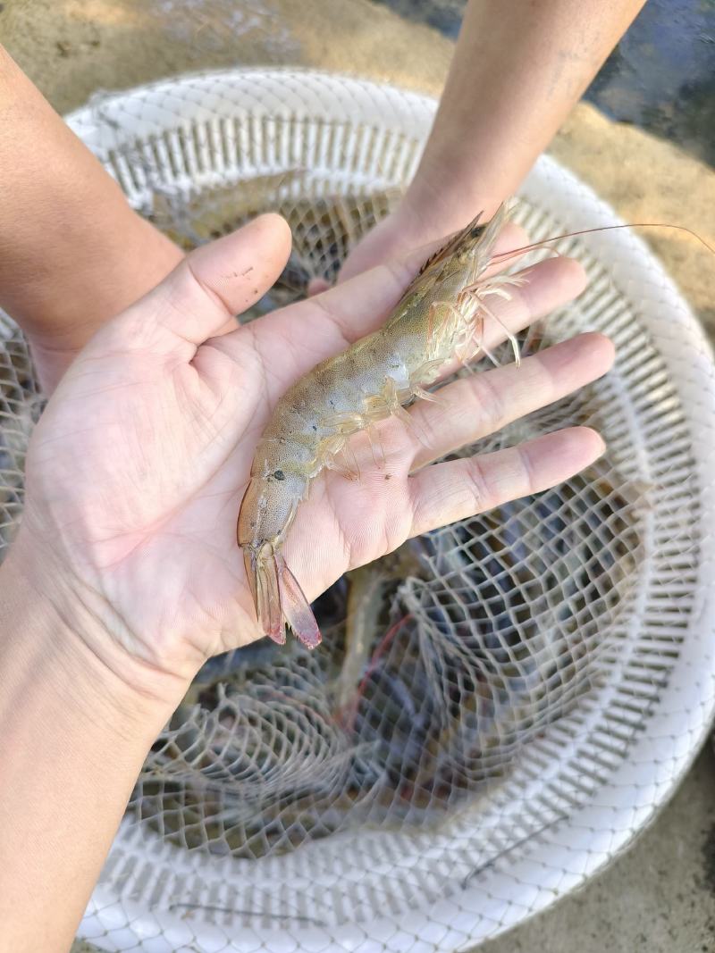 辽宁大连白虾供应