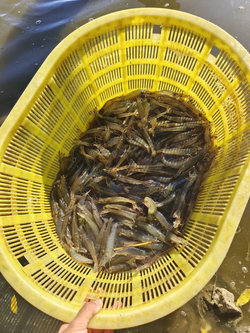 辽宁大连白虾供应