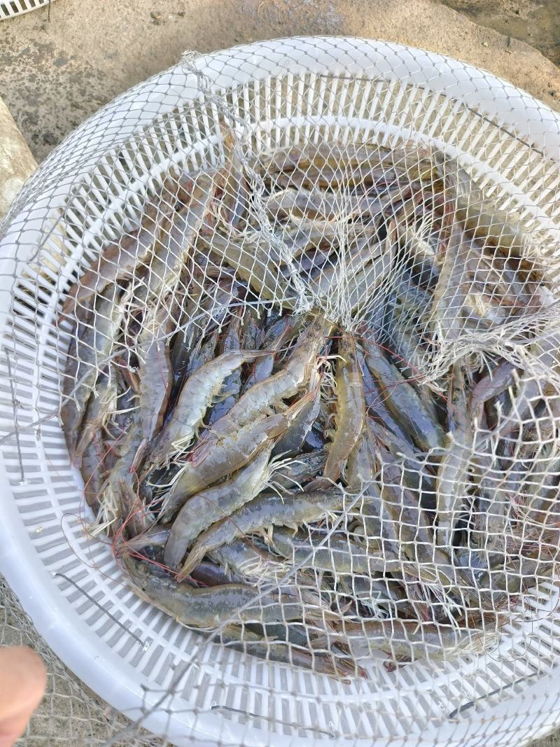 辽宁大连白虾供应