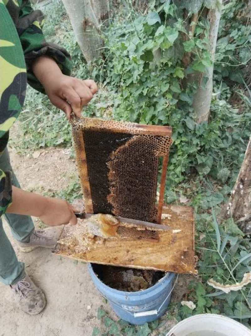 优选]新疆巴音蜂蜜枣花蜜纯蜂蜜原产地一手货源