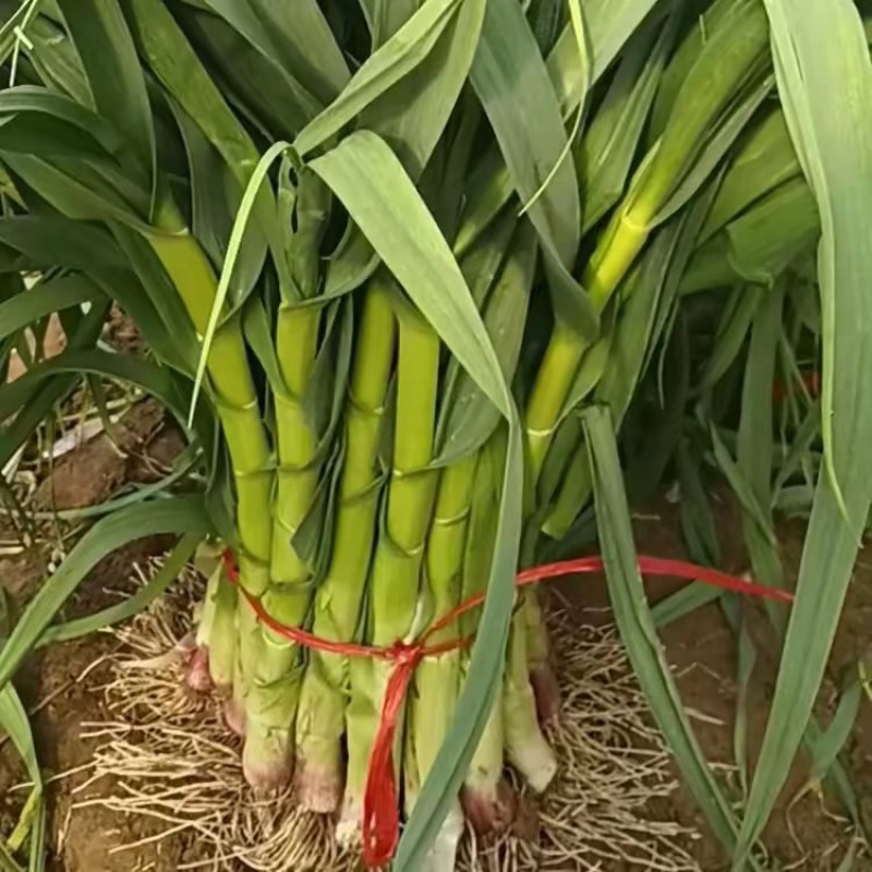 精品红根蒜苗大量上市中，正在热销货品纯正，欢迎你的到来