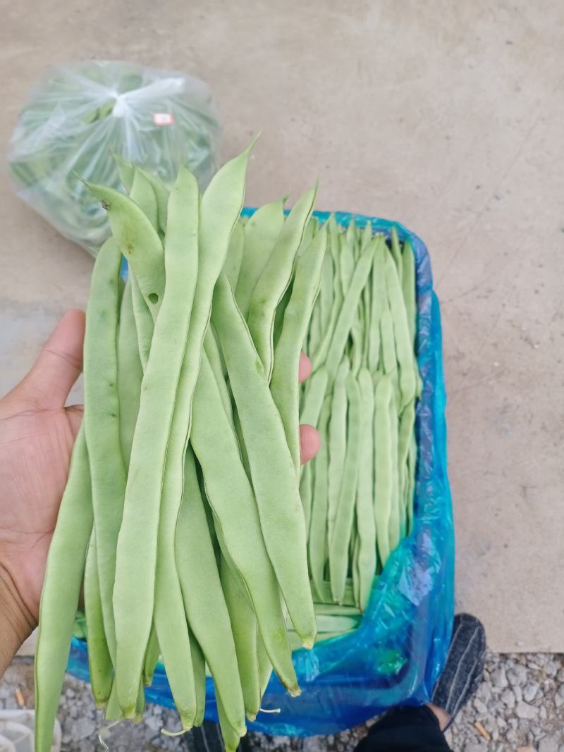 扁青芸豆