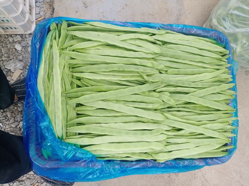 扁青芸豆