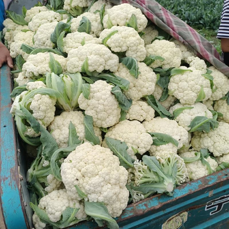 山东淄博高青有机菜花