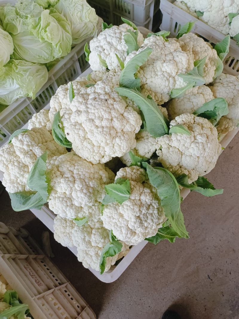 山东淄博高青有机菜花