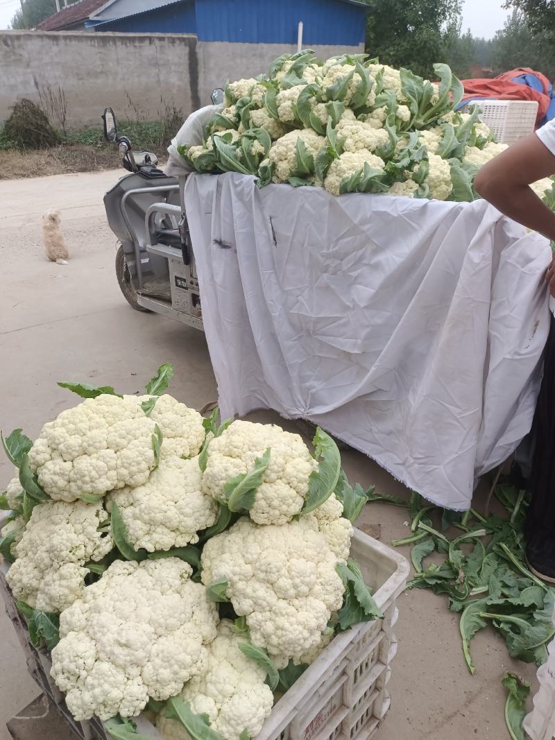 山东淄博高青有机菜花