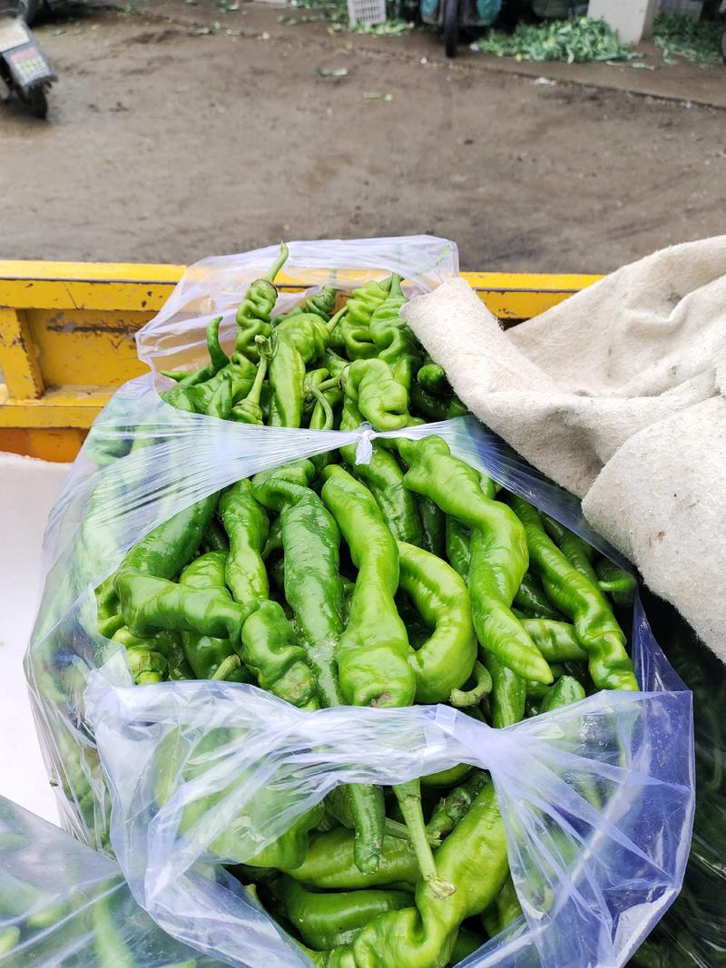 辣椒安徽蔬菜基地薄皮辣椒上市中价格优欢迎咨询