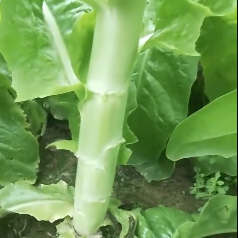 竹筒青窝笋不空心不冒台