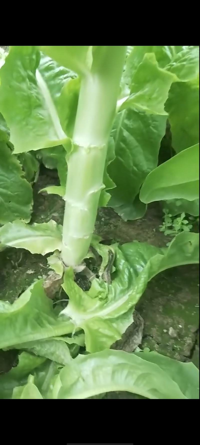 竹筒青窝笋不空心不冒台
