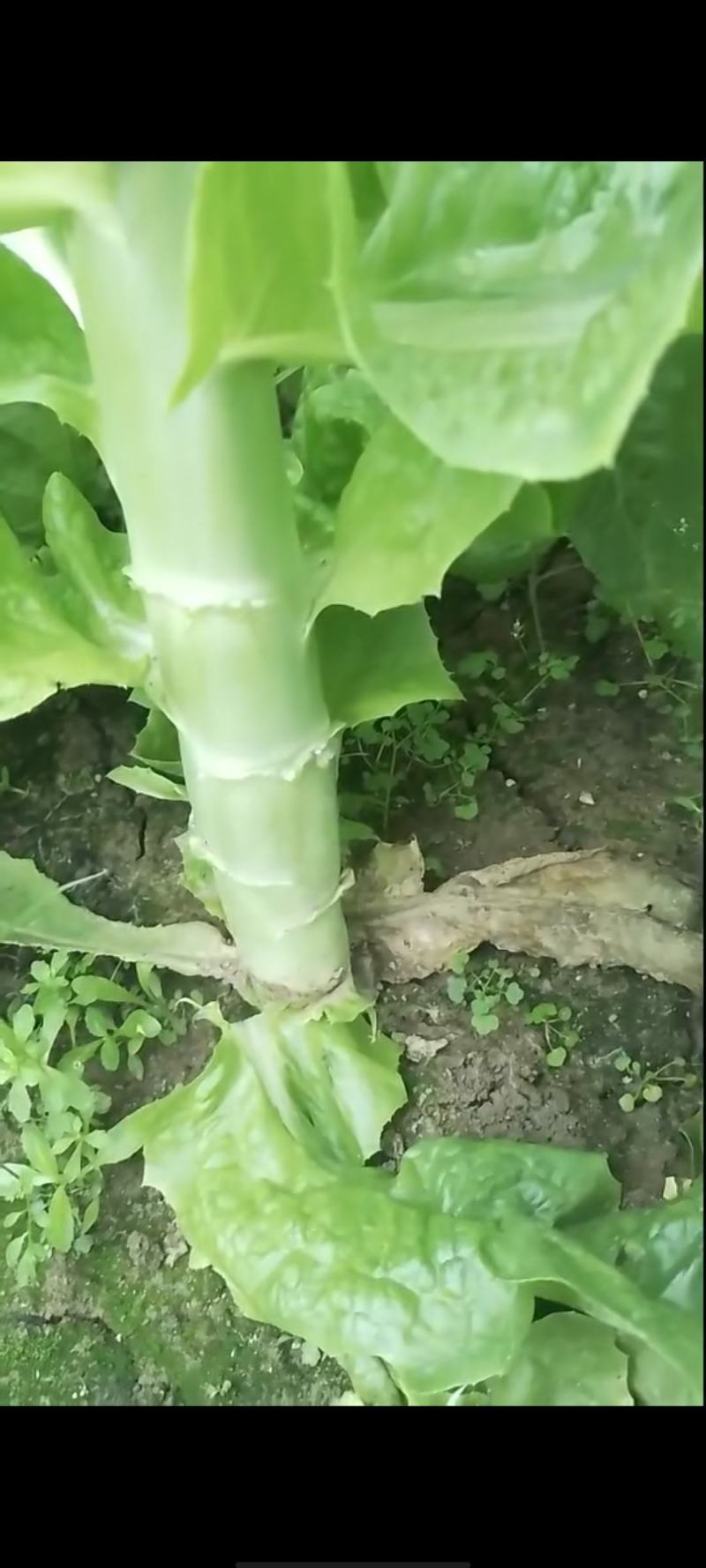 竹筒青窝笋不空心不冒台