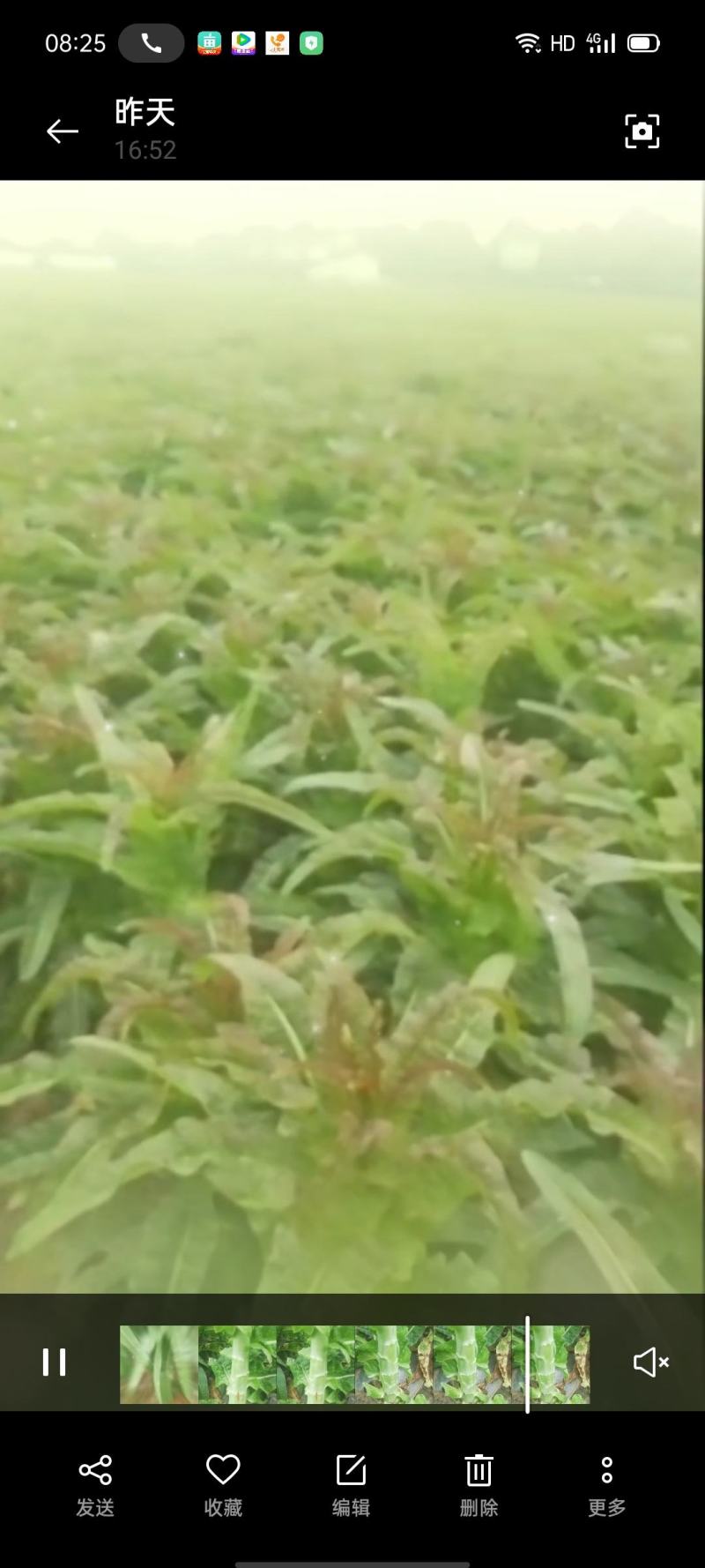红尖叶香窝笋不空心不冒台