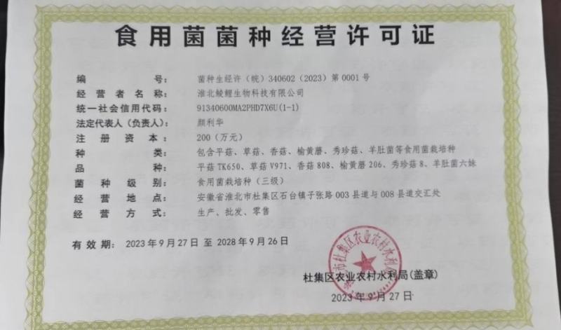 羊肚菌菌种一亩400斤种，免费提供技术支持市场价回收产品