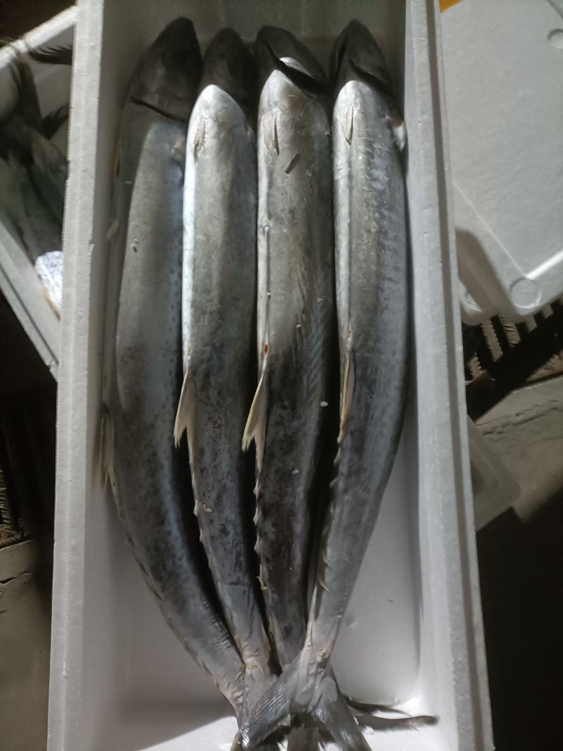 大鲅鱼