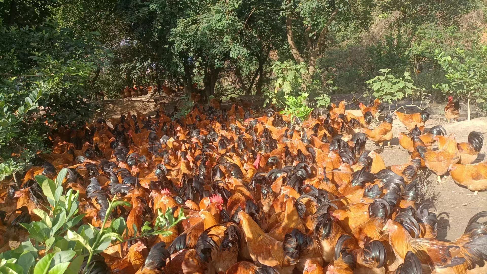 左侧为散养的芦花鸡与清远麻鸡,羽毛色彩丰富,体型较小;右侧为笼养的海兰褐鸡,羽毛统一褐色,站立整齐于现代化鸡舍中。背景分别为农村庭院与规模化养殖场 不同鸡种对比图