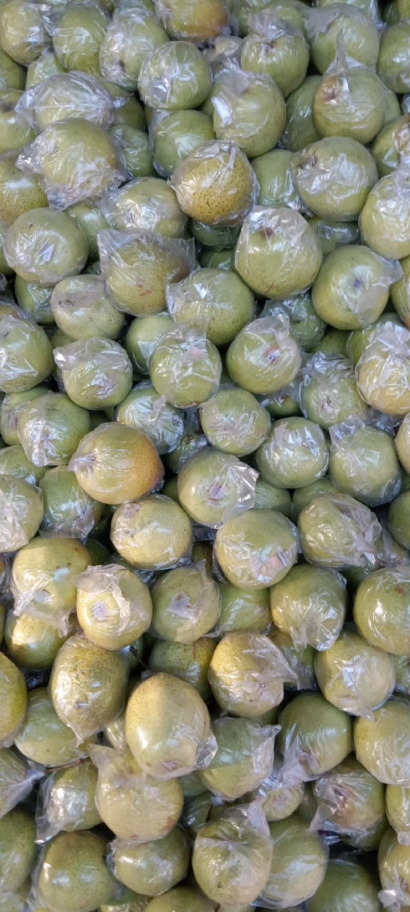 大家好，我是梨农，我家鸭梨，个大，色好，脆甜，皮薄汁多，