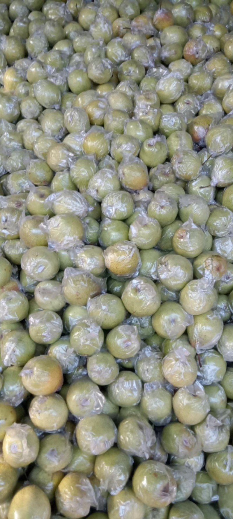 大家好，我是梨农，我家鸭梨，个大，色好，脆甜，皮薄汁多，