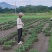 精品马尼拉