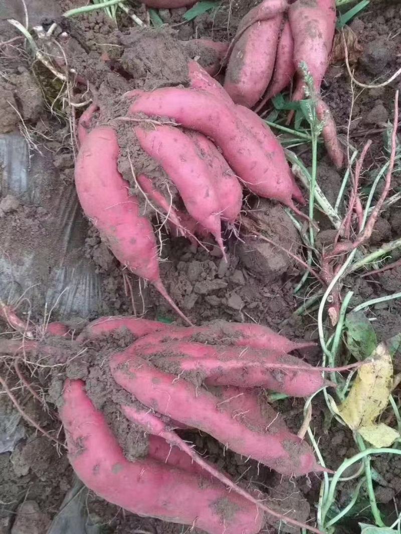沙地红薯