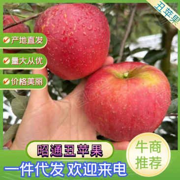 云南昭通丑苹果，口感脆甜多汁，每天现摘现发！一件代发！